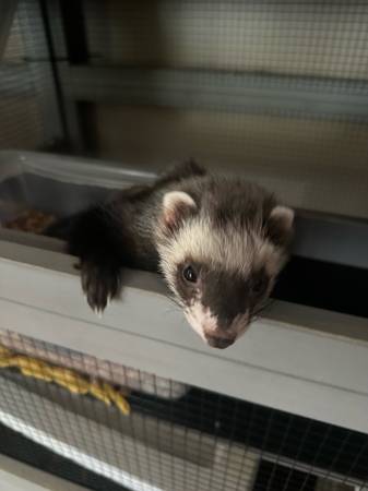 Ferret setup! (Holly Springs)63625228816643121