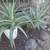 Desert Plants 12 thumbnail
