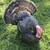 Trade a turkey tom? 2 thumbnail