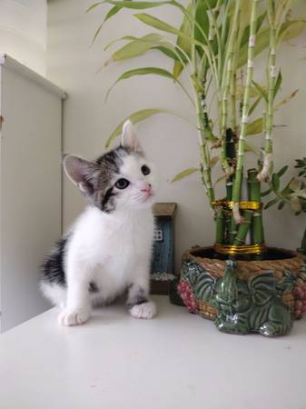 Kittens available (Newark)63950516147843121