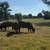 Cows 9 thumbnail