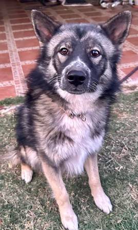 Furry Friend (Palmdale)63829759356547121