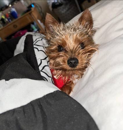 Male Yorkie63416265496705122