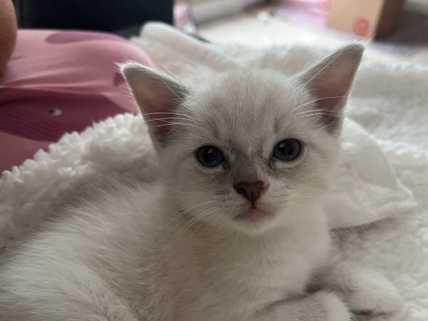 Three adorable kittens (Rocklin)593047956509829127
