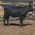 6 feeder calves 5 thumbnail