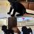 Cane corso 5 thumbnail