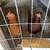 5 laying chickens for sale 1 thumbnail