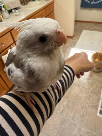 Handfed male Whiteface pied cockatiel (Lynnwood,WA)63853650758915120