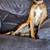 Whippet+ hound mix 1 thumbnail