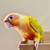 BABY SUNCHEEK CONURE ** 3 MONTHS OLD, HAND FED BABY ** 1 thumbnail