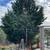 Tree service/landscaping /tractor work/handyman svcs. 6 thumbnail