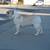 Male French Bulldog 4 thumbnail