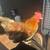 Bantam/kikiriki pair 4 thumbnail
