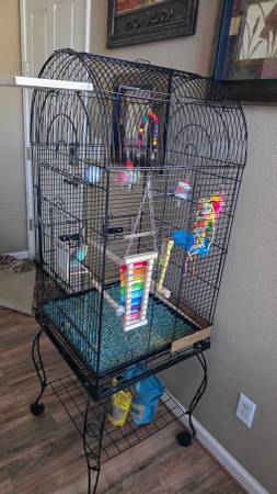 Rehoming our Parakeet - with cage and all Accessories63679359612545124