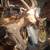 Taxidermy 5 thumbnail