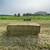 Alfalfa Grass Large Squares. 3 thumbnail