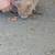 Abused kitten 3 thumbnail