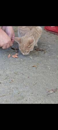 Abused kitten (Summerfield)63969251485314122