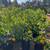 Citrus Trees Lemon Trees Lime , Orange , Grapefruit Red or white , etc 11 thumbnail