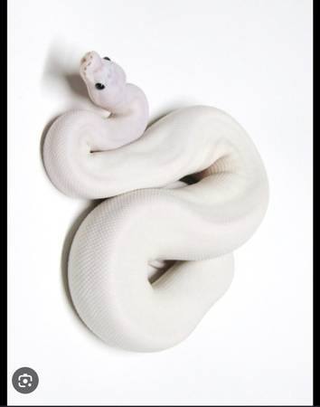 Found Albino Snake