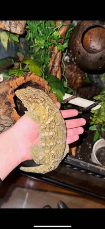 Leachianus Gecko63670841080449122