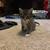 kittens 5 thumbnail