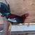 Gamefowl rooster 1 thumbnail