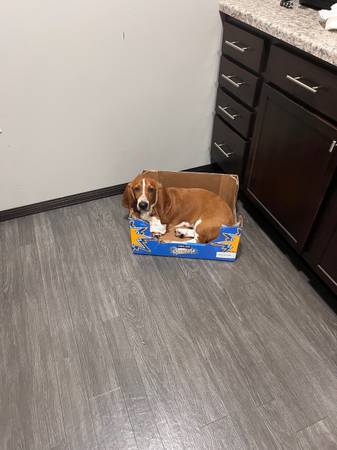 Basset Hound Puppy (Sioux Falls)63425827126401124