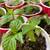 Heirloom Fruit, Vegetables and Herb Starts. Grown naturally!   4 thumbnail
