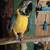 blue gold macaw 6 thumbnail