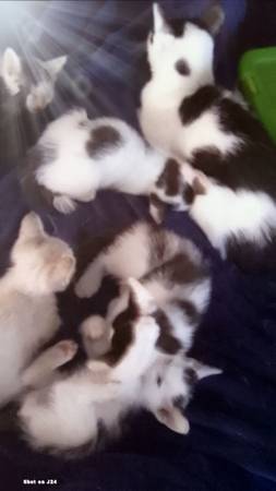 Dalmation spotted kittens (Yucca Valley)63920646699266120