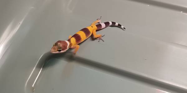 Baby leopard geckos (Hagerstown)63901111779075121