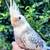 Tame cockatiels parrots 4 thumbnail