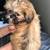 Shih Tzu puppy rehoming 3 thumbnail