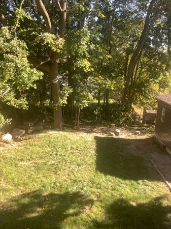 1 cherry tree and 4 maple tree logs 1