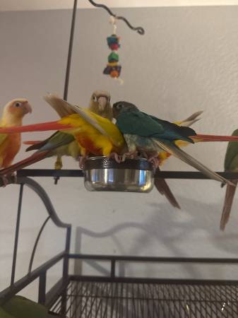 Green Cheek (Longmont)63921244204930120