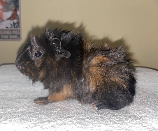 Abyssinian Guinea pigs64009055561473124
