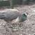 Peahen 5 thumbnail