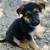 German Shepard puppies 11 weeks old 2 thumbnail