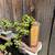 Dwarf Jade Cascade Bonsai 2 thumbnail
