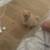 pomeranian puppy 3 thumbnail