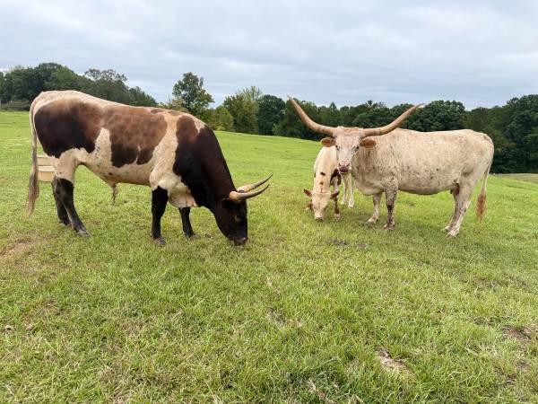 Mini Lullsr Miniature Longhorn Bull calf - farm & garden - by owner - sale - craigslist