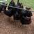 Chickens 4 thumbnail