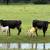 Corriente Cows 2 thumbnail