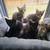8 week old Kittens! 1 thumbnail