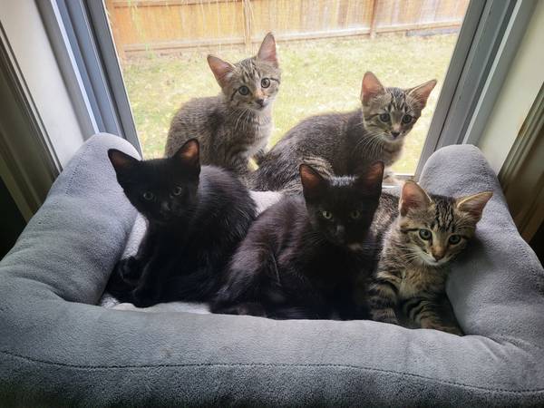 8 week old Kittens! 1