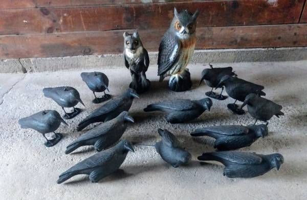 Crow & Owl Decoys 1