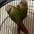 2 Pineapple conure parrots 7 thumbnail