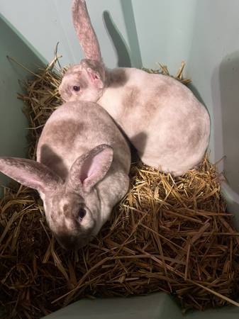 Rex bunnies 1