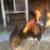 Hens and Rooster 3 thumbnail